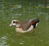 Ep. 52 - Hello Pluff