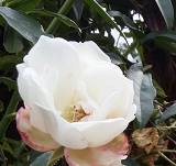 Ep. 96 - Hello Wither