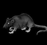 Something in the Walls pt.1