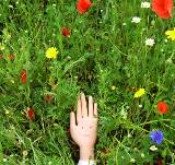 Ep. 61 - Hello Flowers