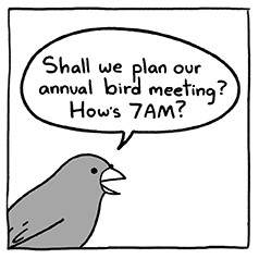 Bird Meeting